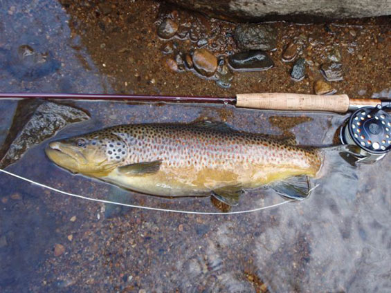 Brown Trout