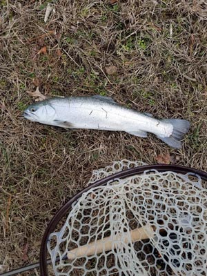 tiger trout